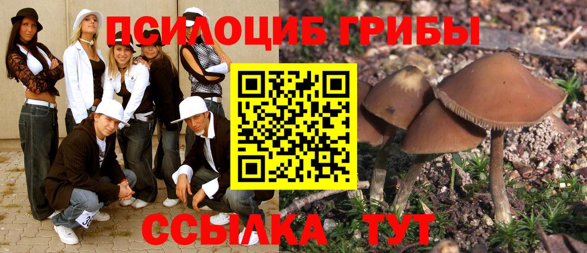 Псилоцибиновые грибы Psilocybe Щёлково